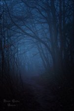 293aca902b6b8c9e3ae332b44d60fdfe--misty-forest-dark-forest.jpeg