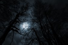 fullmoonbarebranches.jpeg