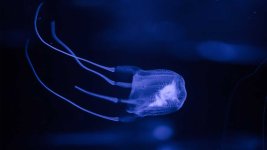 box-jellyfish.jpeg