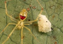 happyfacespider.jpeg